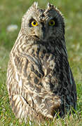 Short-eared Owl