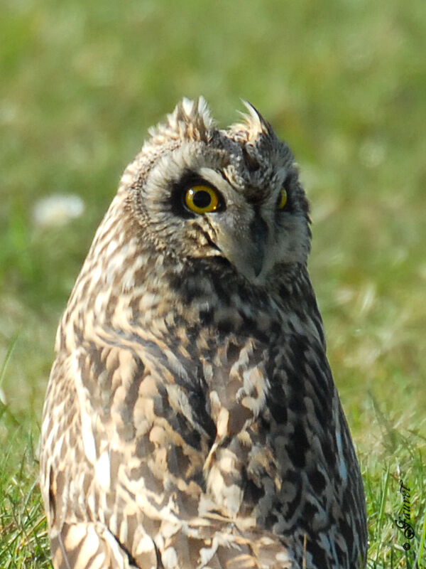 Hibou des marais