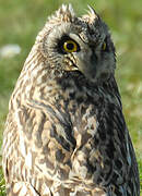 Short-eared Owl