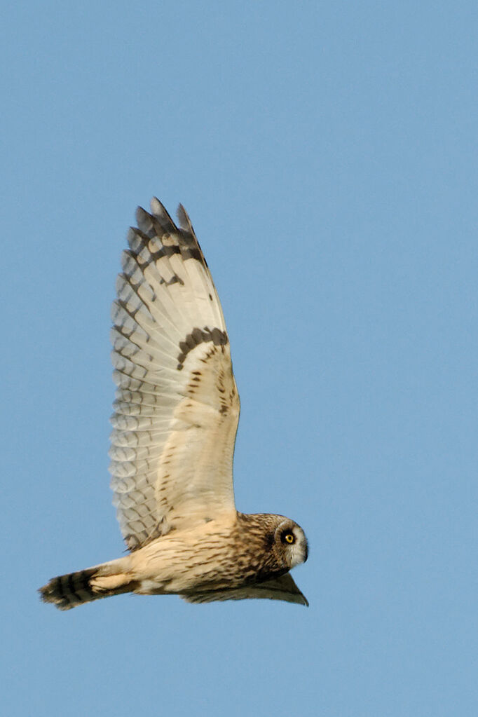 Hibou des maraisadulte internuptial, Vol