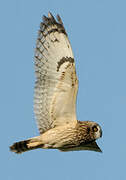 Short-eared Owl