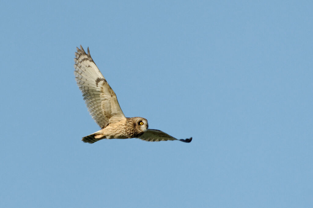 Hibou des maraisadulte internuptial, Vol