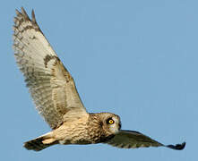 Short-eared Owl