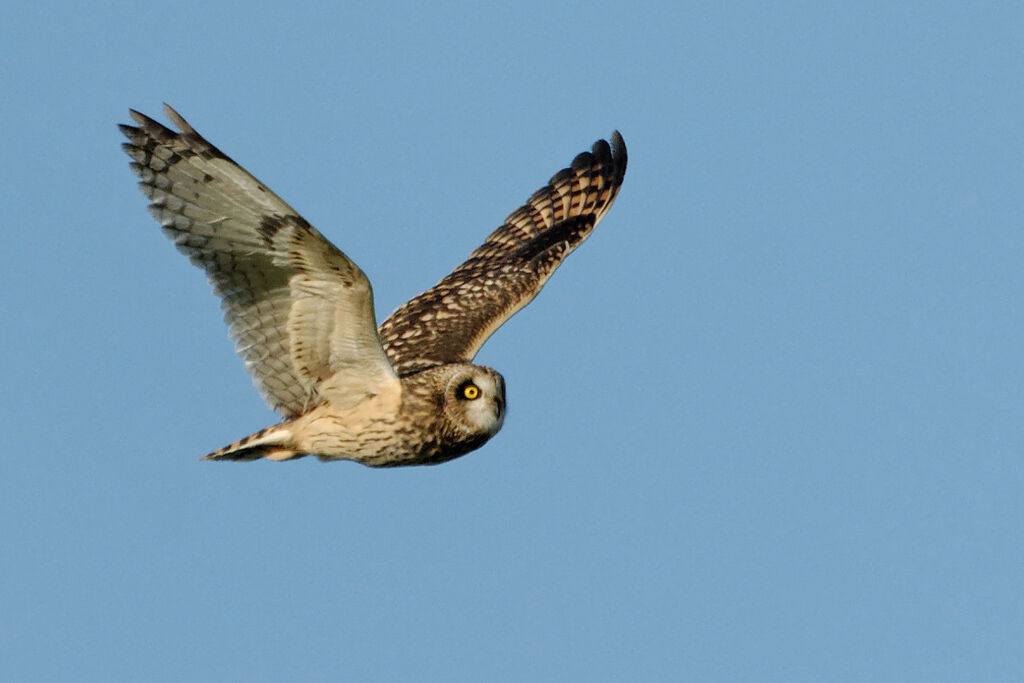 Hibou des maraisadulte internuptial, Vol