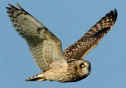 Short-eared Owl