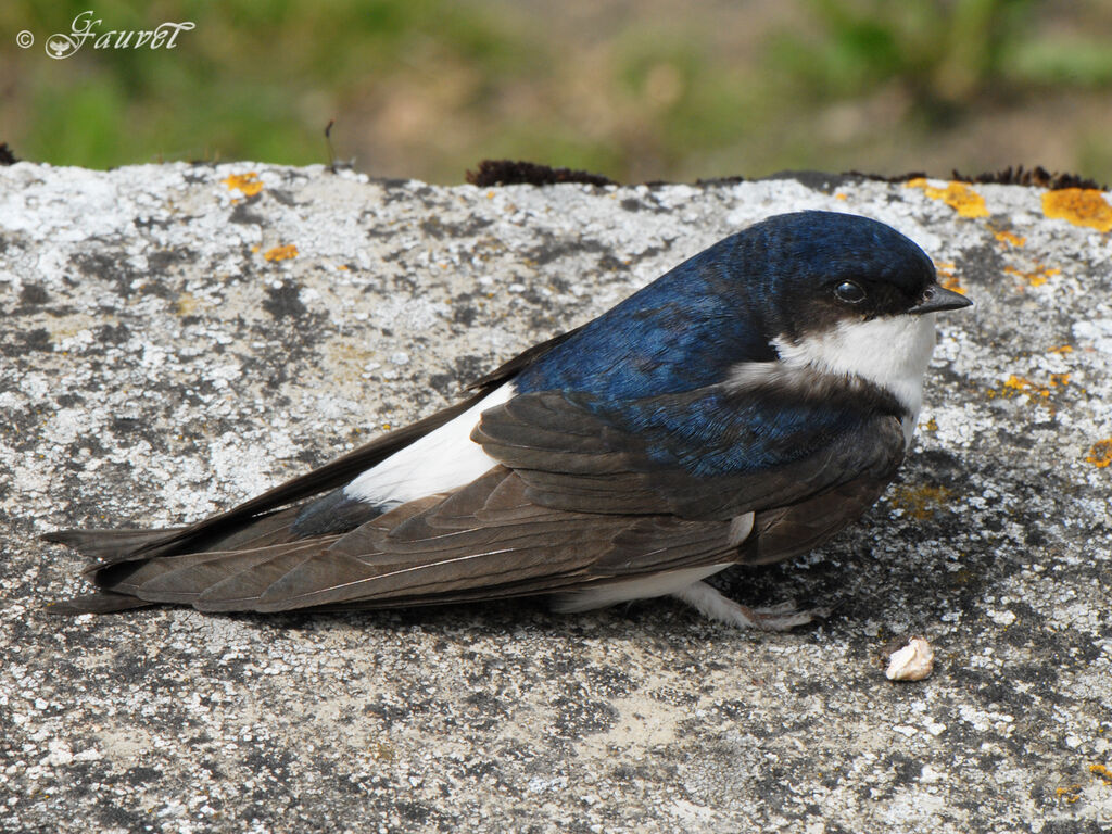 Common House Martin