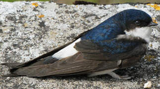 Western House Martin