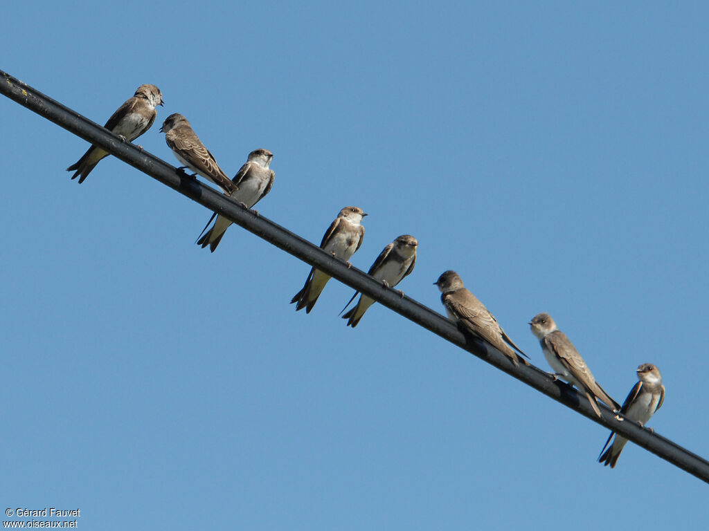 Sand Martin, identification