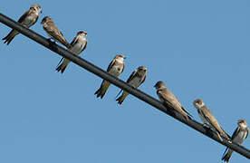 Sand Martin