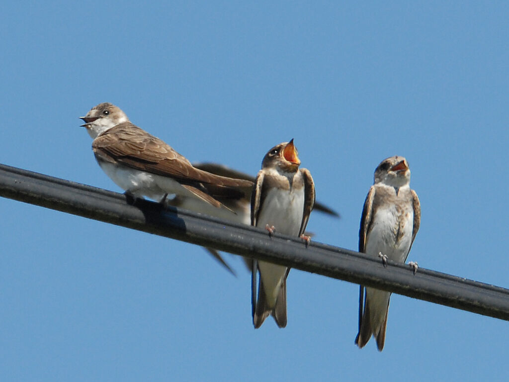 Sand Martin, identification