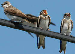 Sand Martin