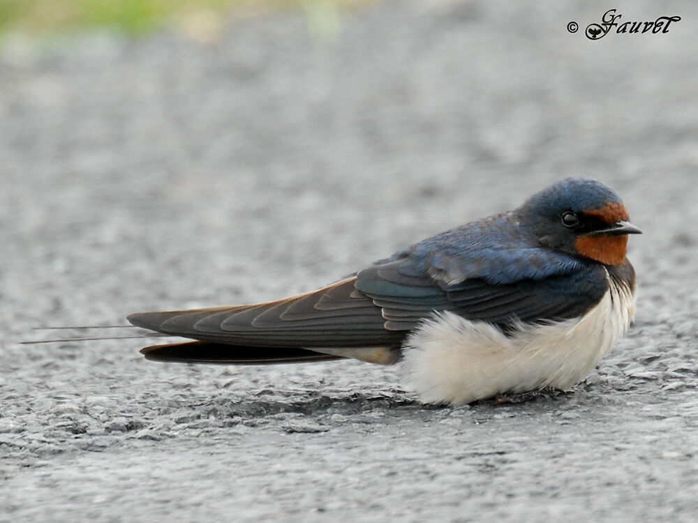 Hirondelle rustiqueadulte nuptial