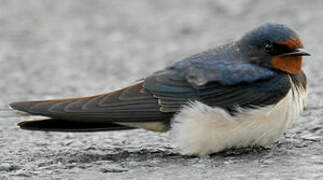 Barn Swallow