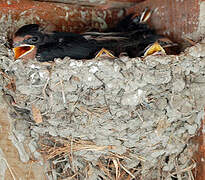 Barn Swallow