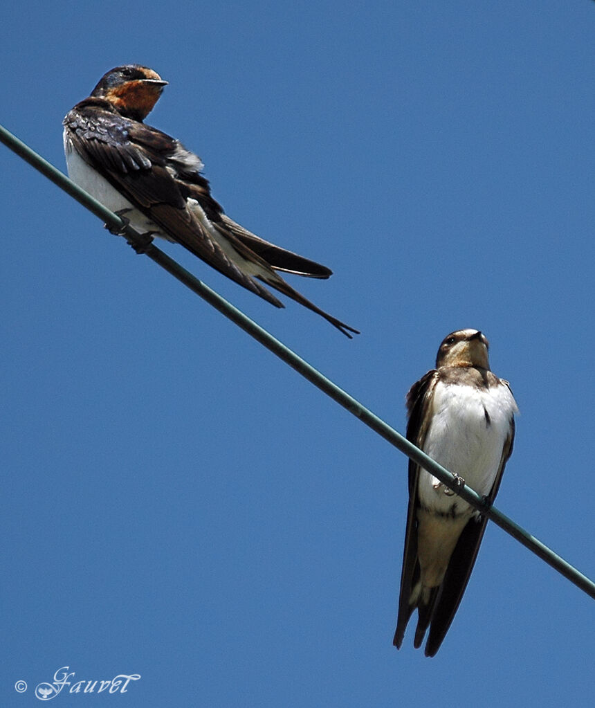 Barn Swallow