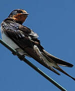 Barn Swallow