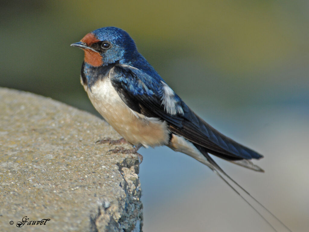 Hirondelle rustiqueadulte