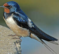 Barn Swallow