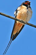 Barn Swallow