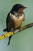 Barn Swallow