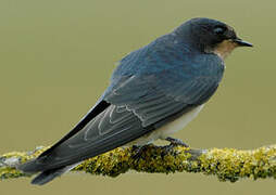 Barn Swallow