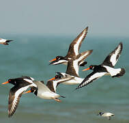 Eurasian Oystercatcher