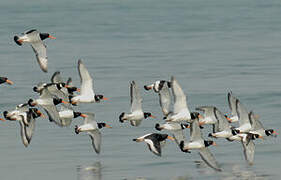 Eurasian Oystercatcher