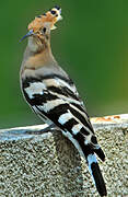 Eurasian Hoopoe