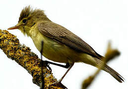 Melodious Warbler