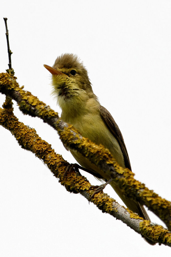 Melodious Warbleradult breeding, identification