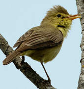 Melodious Warbler