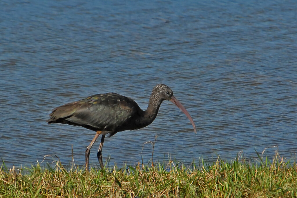 Glossy Ibis, identification