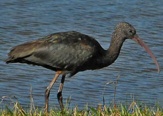 Ibis falcinelle