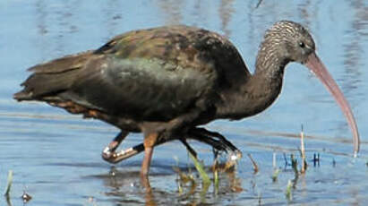 Ibis falcinelle