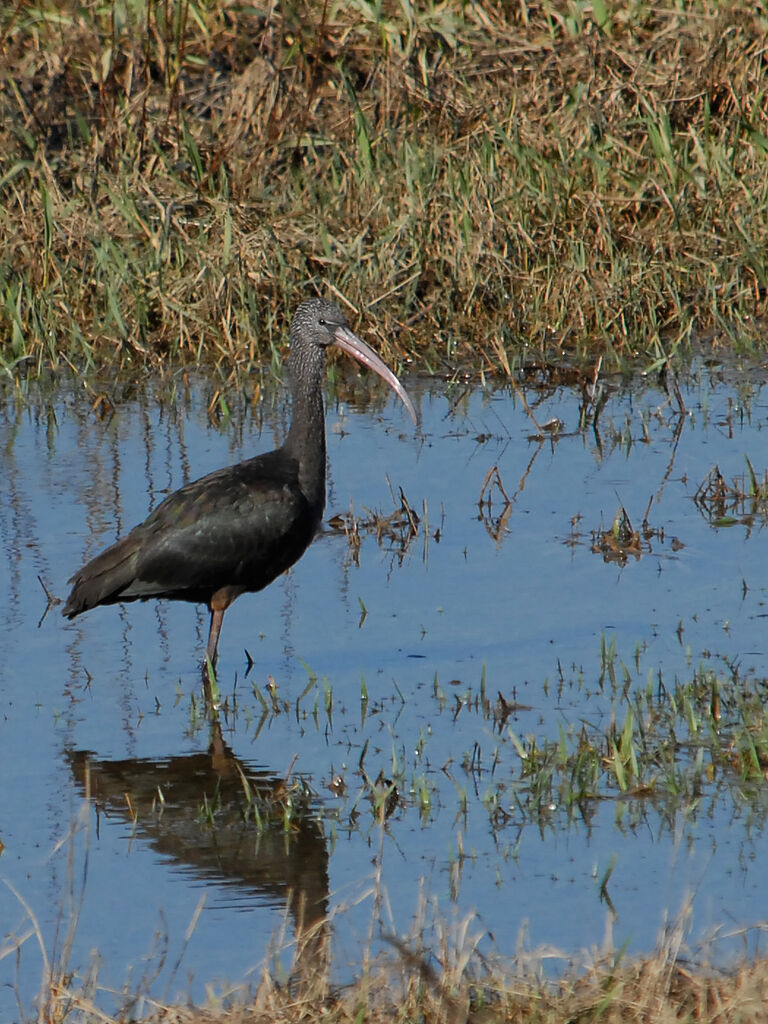 Glossy Ibis, identification