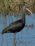 Ibis falcinelle