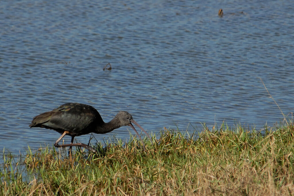 Ibis falcinelle