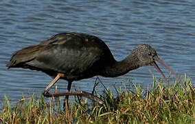 Ibis falcinelle