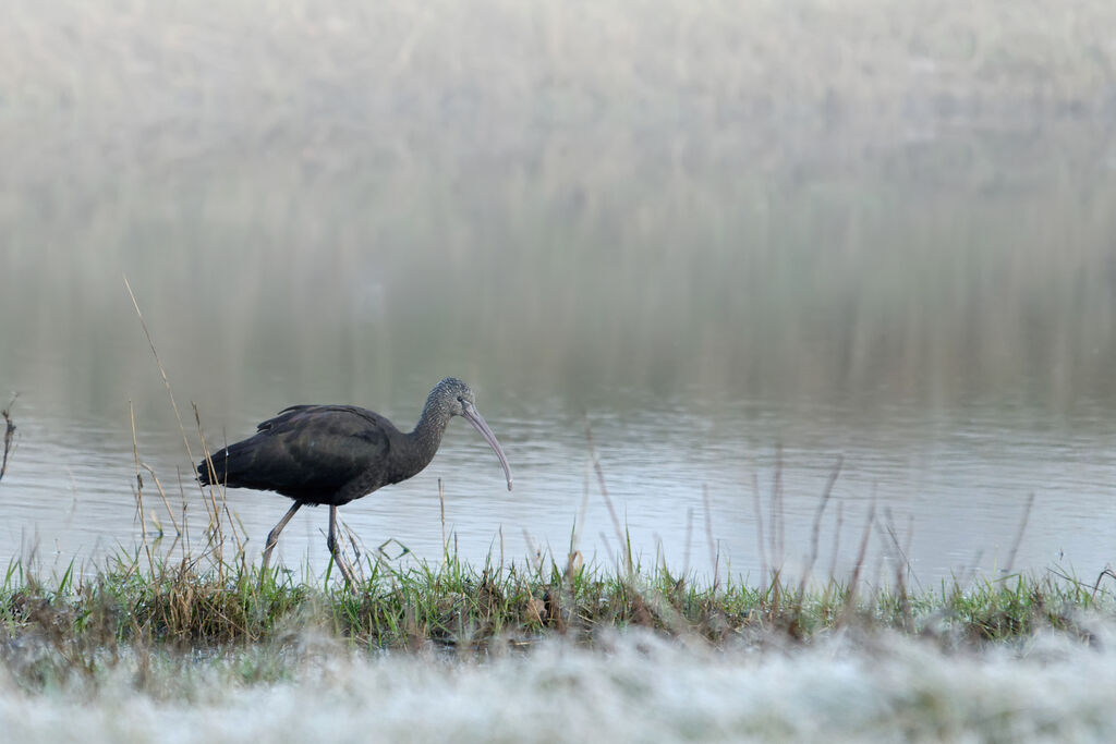 Glossy Ibisadult, identification