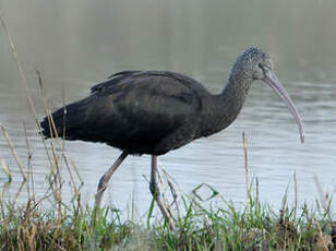 Ibis falcinelle