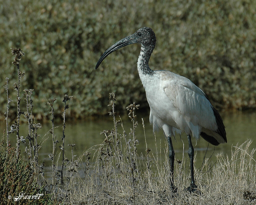 African Sacred Ibis