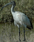 African Sacred Ibis