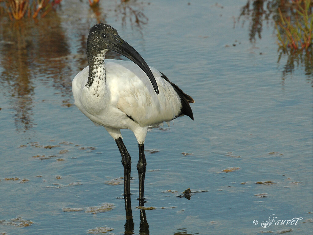 African Sacred Ibis