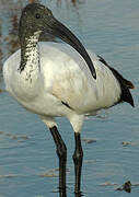 African Sacred Ibis