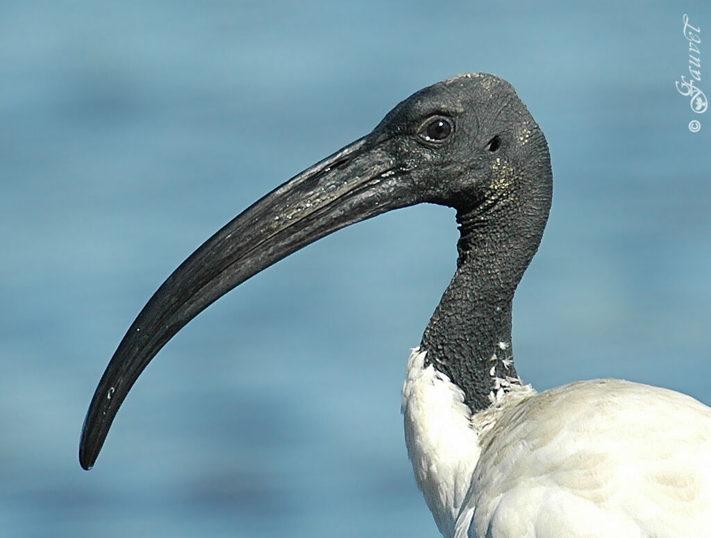 African Sacred Ibis