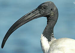 African Sacred Ibis