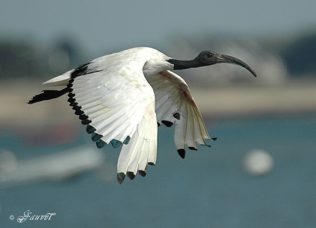 African Sacred Ibis