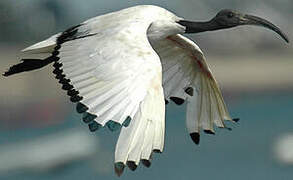 African Sacred Ibis