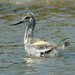 Avocette élégante