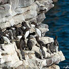 Guillemot de Troïl